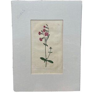 Curtis Botanicals 1803 Number #677 Silene Vespertina Morocco‎ Catchfly